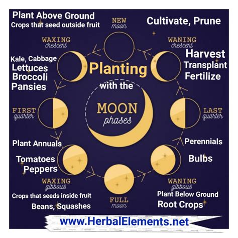 The harvest moon's role in lunar rituals and ceremonies